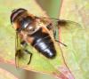 Eristalis pertinax